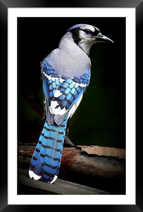Blue Jay  Framed Mounted Print by Paul Mays