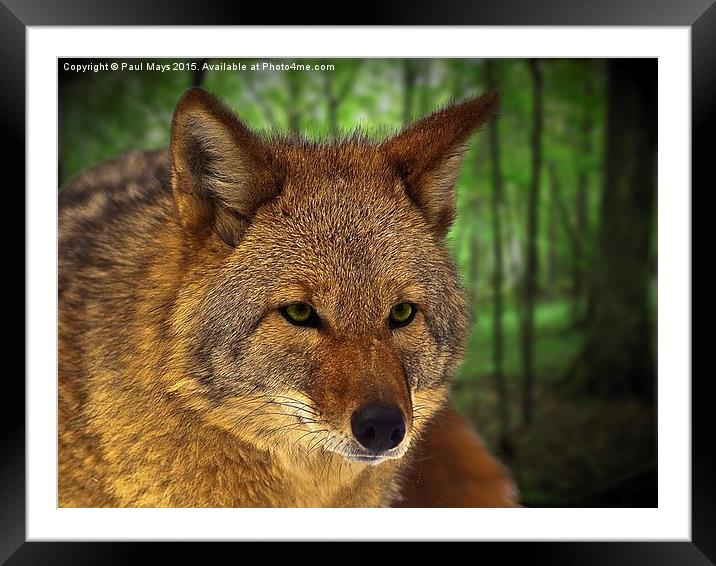  Coyote Framed Mounted Print by Paul Mays
