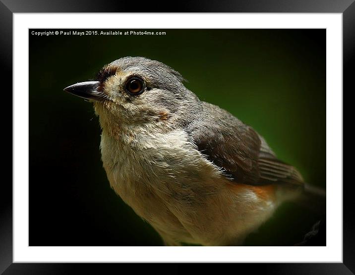  Tuffed Titmouse Framed Mounted Print by Paul Mays