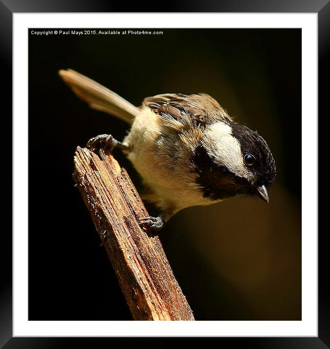 Black Capped Chickadee Framed Mounted Print by Paul Mays
