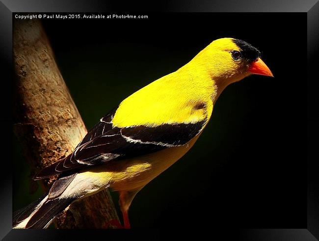 Male American Goldfinch in summer plumage Framed Print by Paul Mays