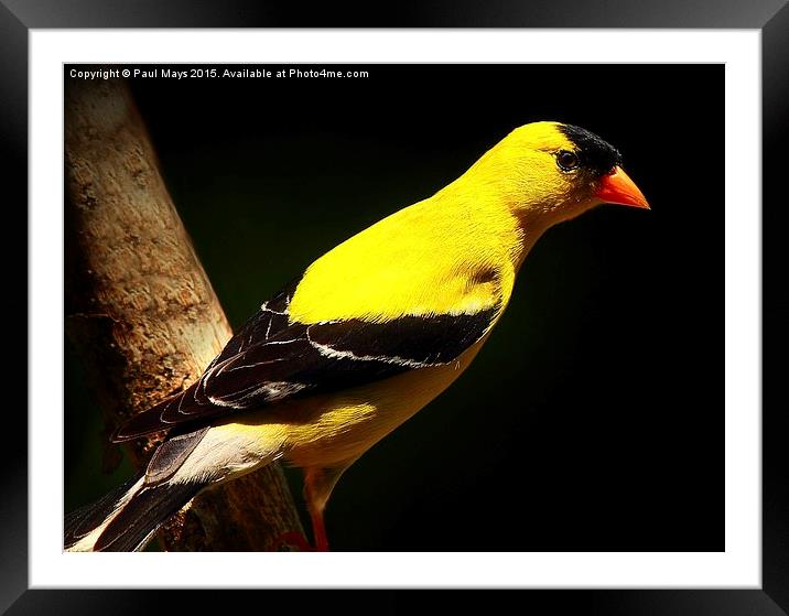 Male American Goldfinch in summer plumage Framed Mounted Print by Paul Mays