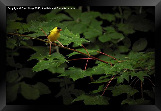  Male American goldfinch  Framed Print by Paul Mays