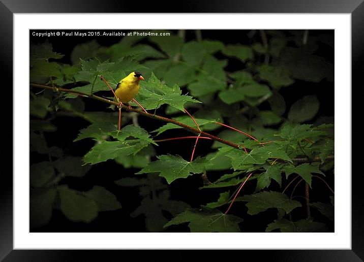  Male American goldfinch  Framed Mounted Print by Paul Mays