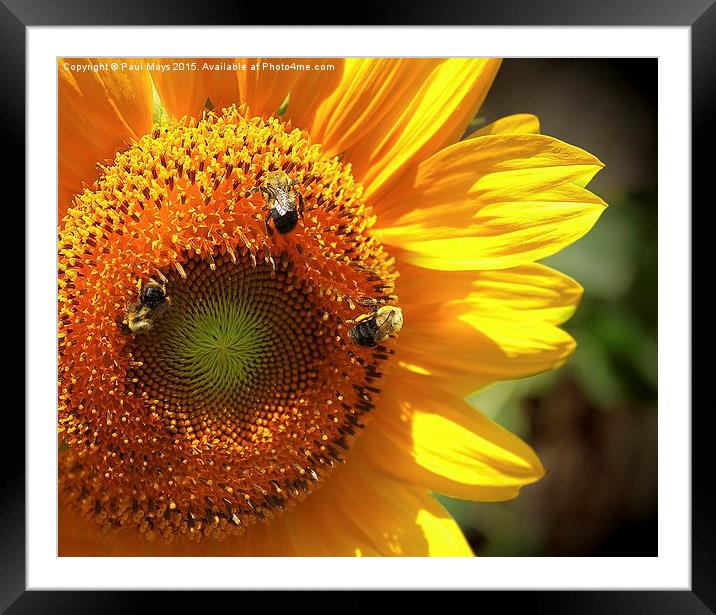 Sunflower and Bumble Bees Framed Mounted Print by Paul Mays