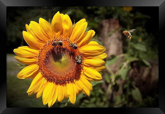 Sunflower and Bumble Bees 2 Framed Print by Paul Mays