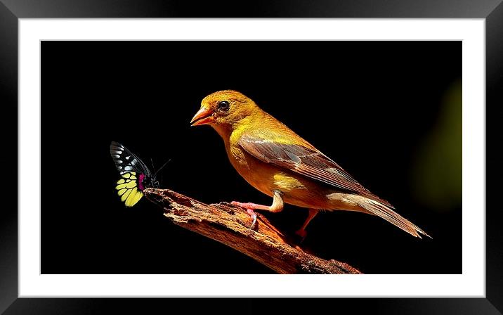 Female American Goldfinch & Butterfly  Framed Mounted Print by Paul Mays