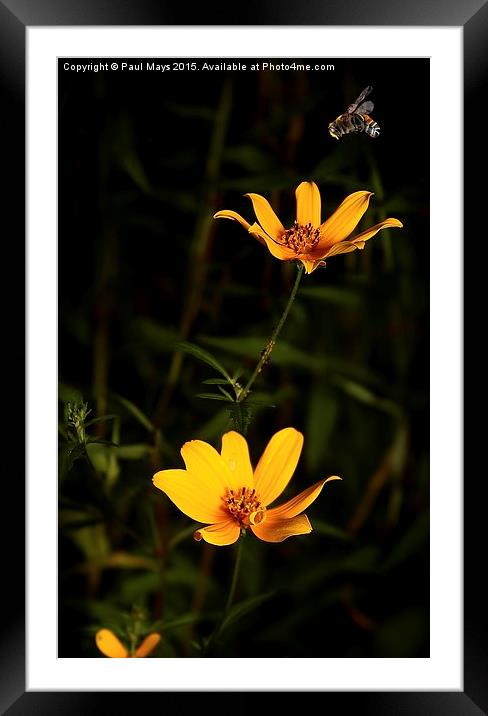  Wildflower & Bee Framed Mounted Print by Paul Mays