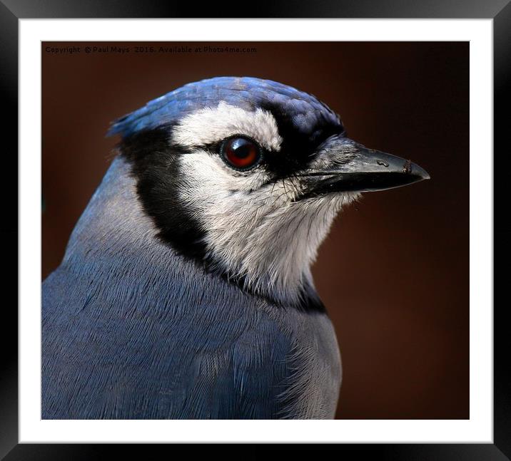 Blue Jay Portrait  Framed Mounted Print by Paul Mays