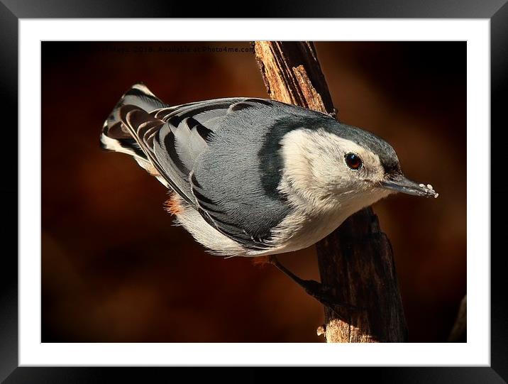 White Breasted Nuthatch  Framed Mounted Print by Paul Mays
