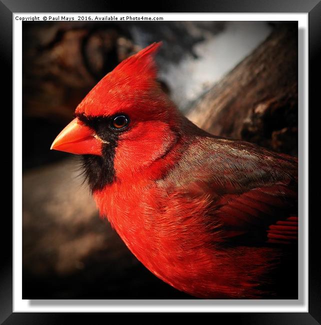 Male Northern Cardinal Portrait  Framed Print by Paul Mays