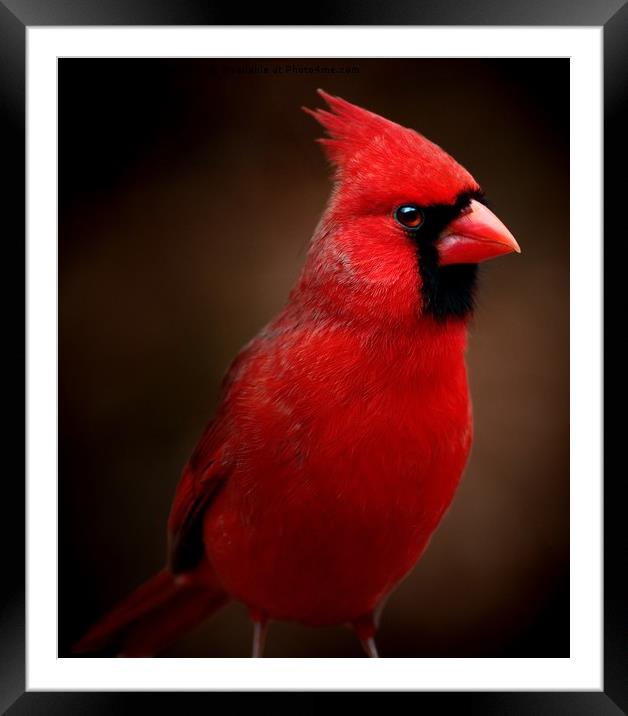 Male Northern Cardinal Portrait Framed Mounted Print by Paul Mays