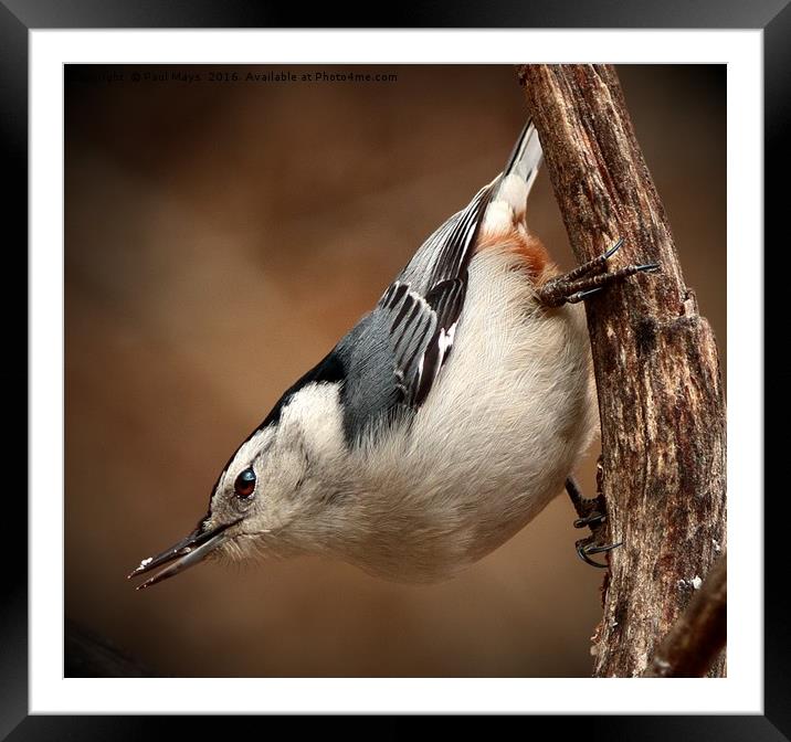 White Breasted Nuthatch Framed Mounted Print by Paul Mays