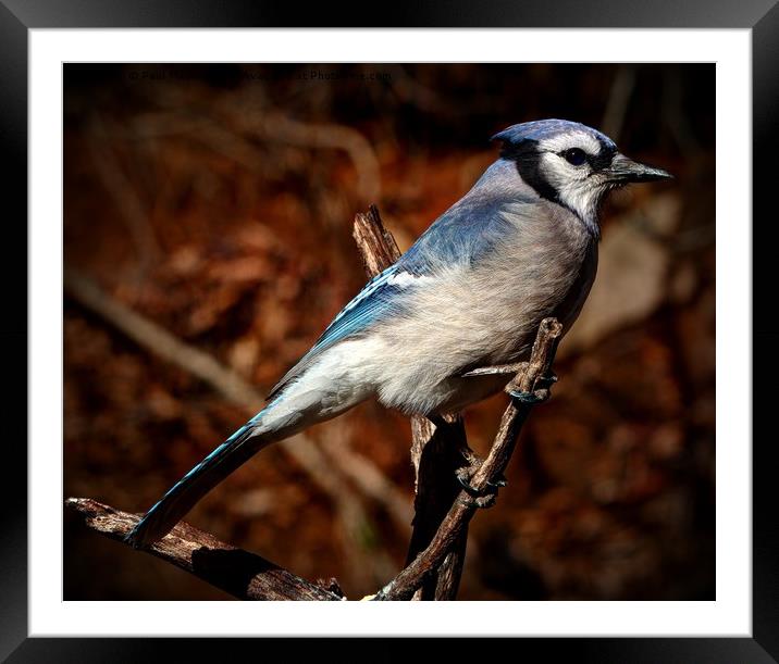American Blue Jay Framed Mounted Print by Paul Mays