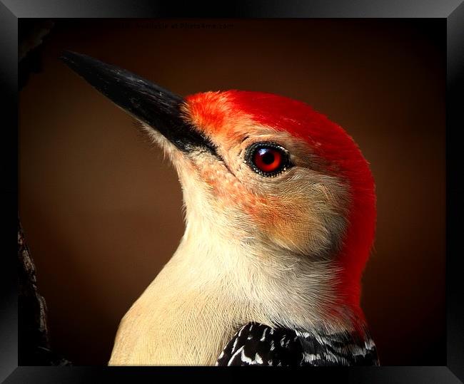 Red Bellied Woodpecker Framed Print by Paul Mays