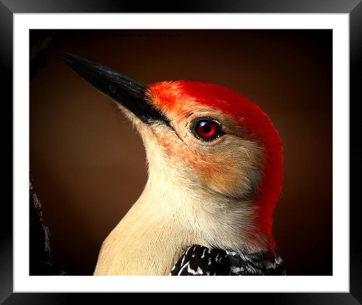 Red Bellied Woodpecker Framed Mounted Print by Paul Mays
