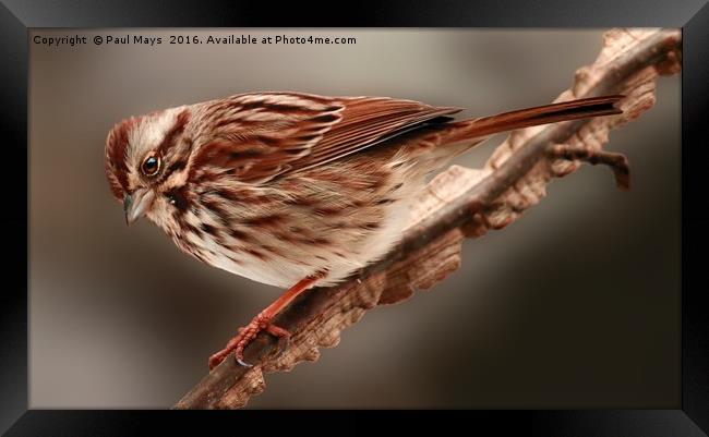 Song Sparrow Framed Print by Paul Mays
