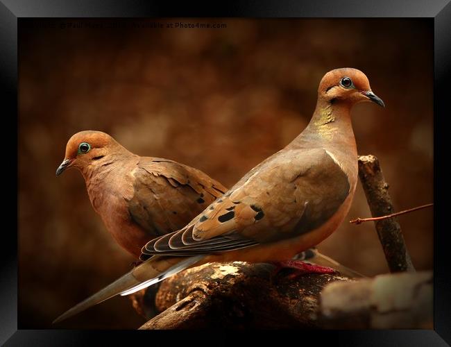 Mourning Doves Framed Print by Paul Mays