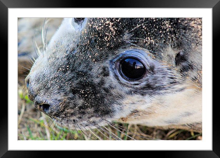  baby grey Seal Smiling Framed Mounted Print by Fred West