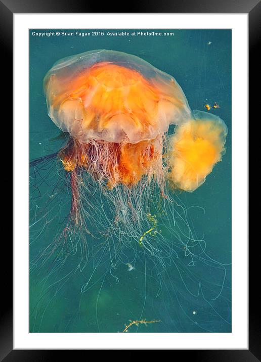  Jellyfish Framed Mounted Print by Brian Fagan
