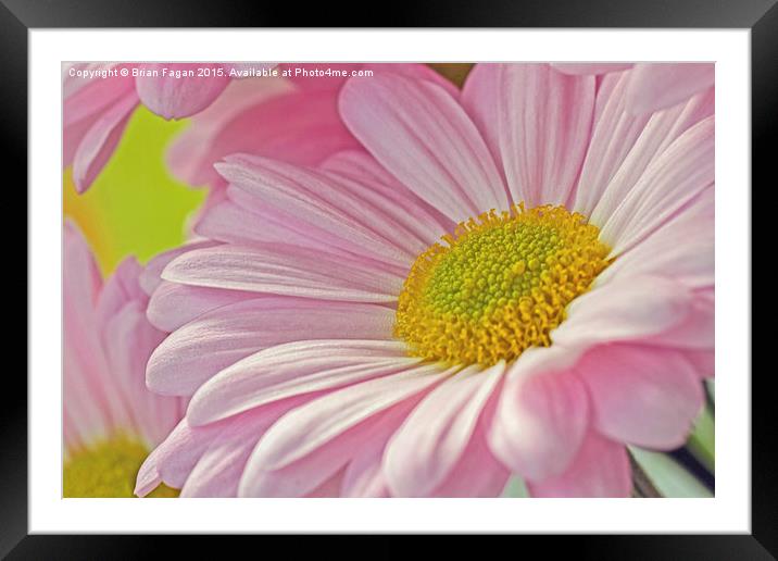 Pink  Flower Framed Mounted Print by Brian Fagan