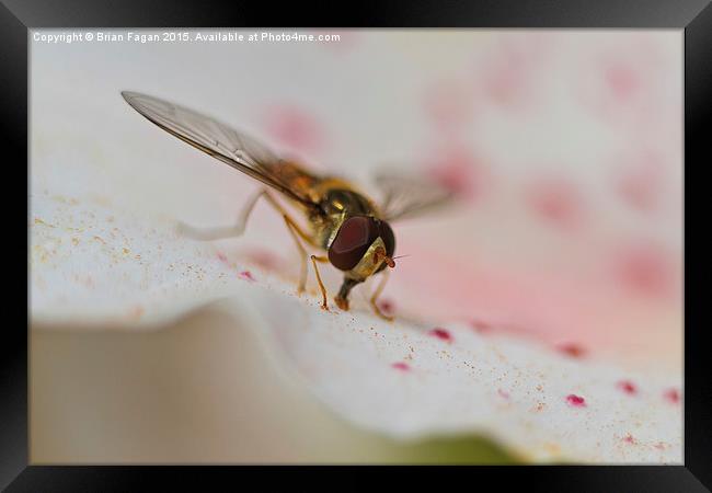  Hoverfly Framed Print by Brian Fagan