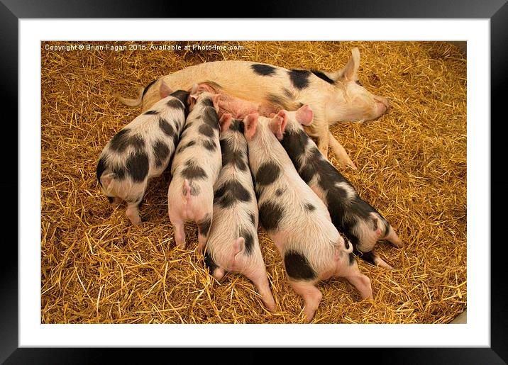  Piglets suckling Framed Mounted Print by Brian Fagan