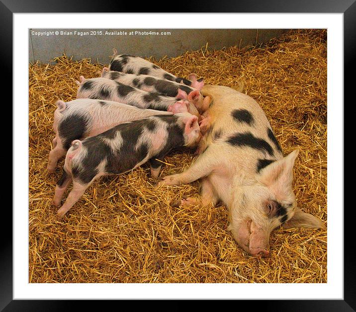  Pig contentment Framed Mounted Print by Brian Fagan