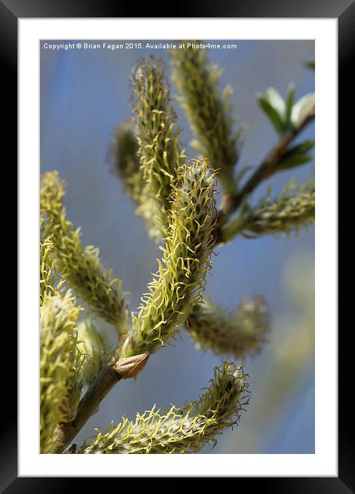  Spring Willow Blossom Framed Mounted Print by Brian Fagan