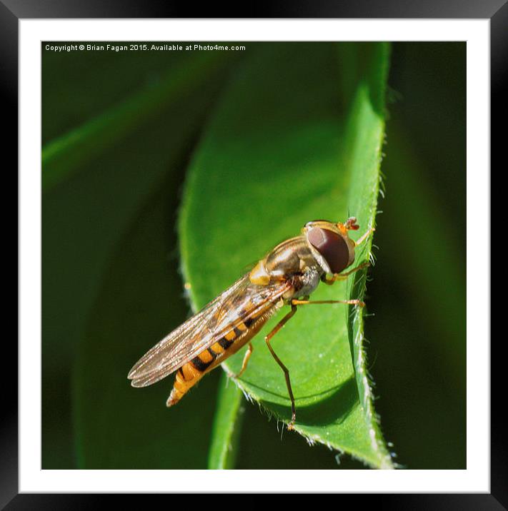  Hoverfly Framed Mounted Print by Brian Fagan