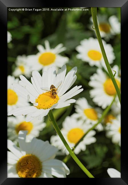  White Asters Framed Print by Brian Fagan