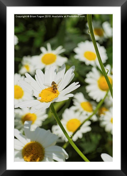 White Asters Framed Mounted Print by Brian Fagan