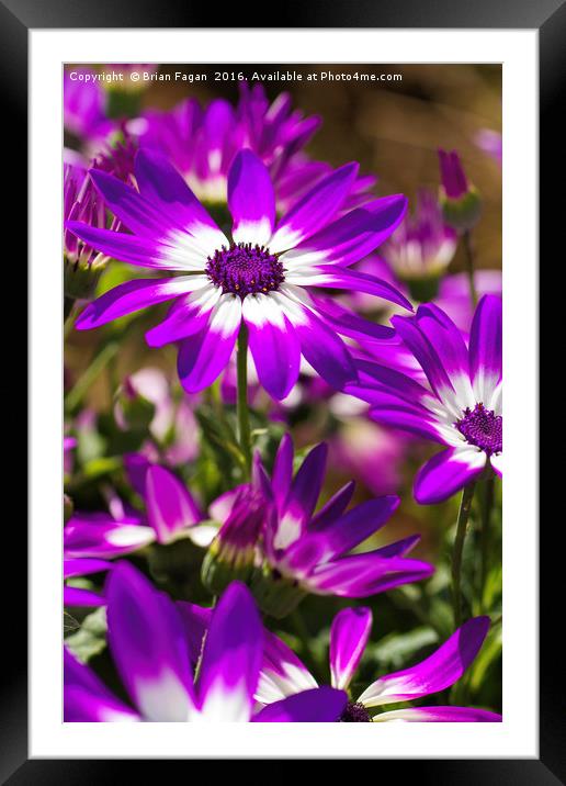 Purple flower Framed Mounted Print by Brian Fagan