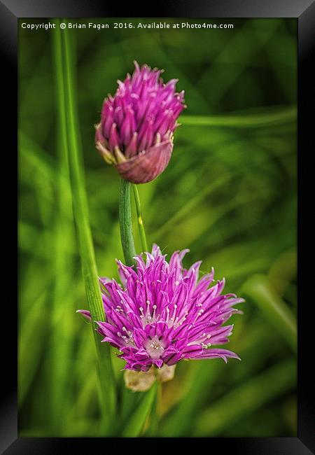 Flowering chives Framed Print by Brian Fagan