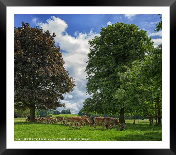 Deer grazing Framed Mounted Print by Brian Fagan
