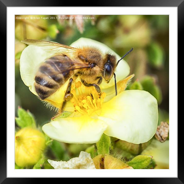Honey Bee Framed Mounted Print by Brian Fagan