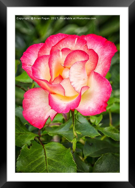 A single Rose Framed Mounted Print by Brian Fagan