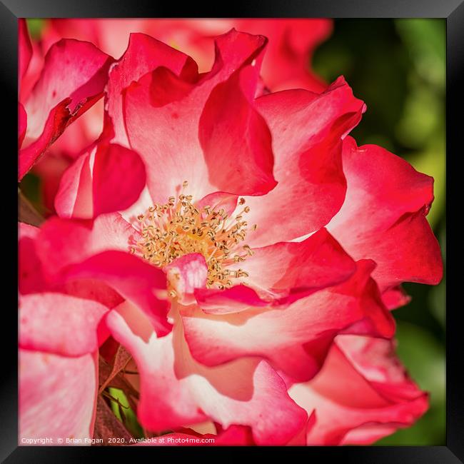 Red Rose Framed Print by Brian Fagan