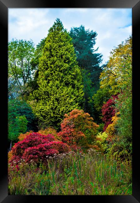 trees in Autumn Framed Print by Owen Bromfield