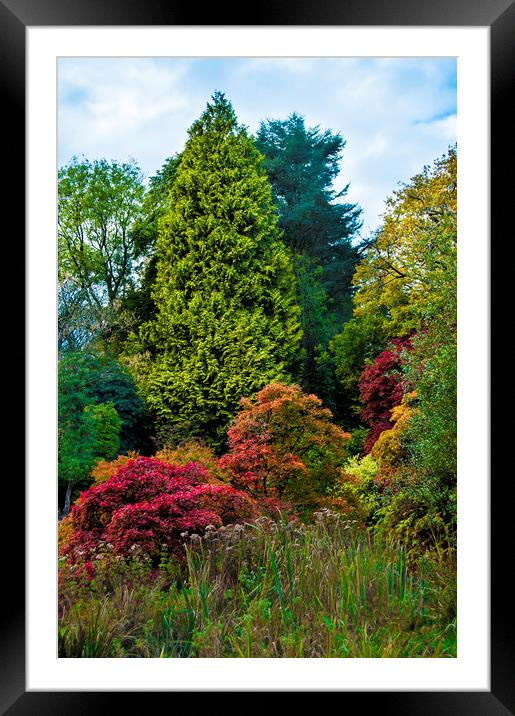 trees in Autumn Framed Mounted Print by Owen Bromfield