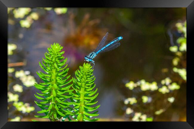 Common Blue Damselfly Framed Print by Craig Williams