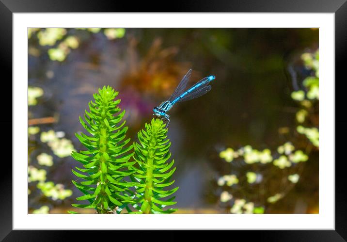 Common Blue Damselfly Framed Mounted Print by Craig Williams