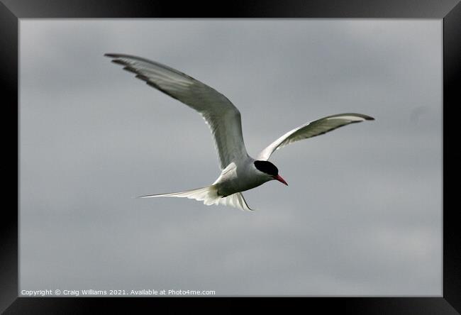 Artic Tern Framed Print by Craig Williams