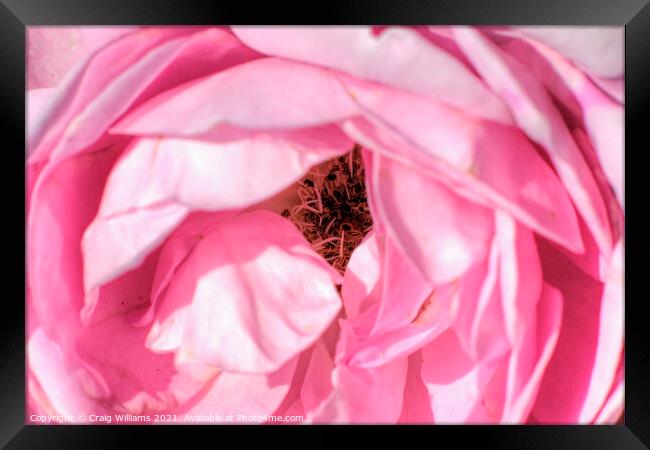 Pink Rose Close Up  Framed Print by Craig Williams