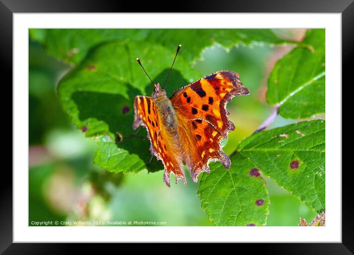 Comma Butterfly on Bramble Leaf Framed Mounted Print by Craig Williams