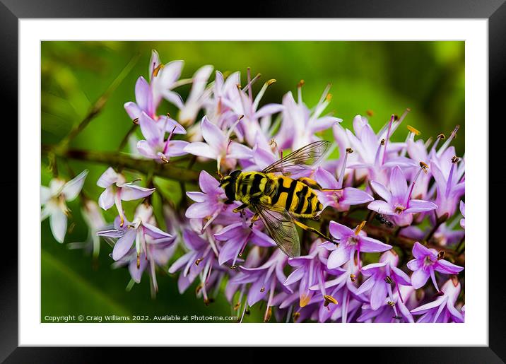 Hoverfly on Hebe Flower Framed Mounted Print by Craig Williams