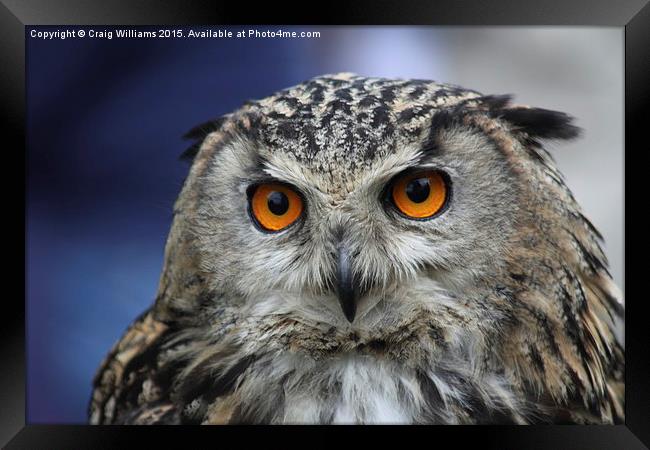  Eagle Owl Framed Print by Craig Williams