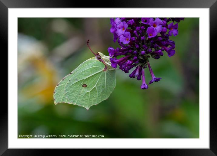 Brimstone Butterfly feasting on Buddleia  Framed Mounted Print by Craig Williams