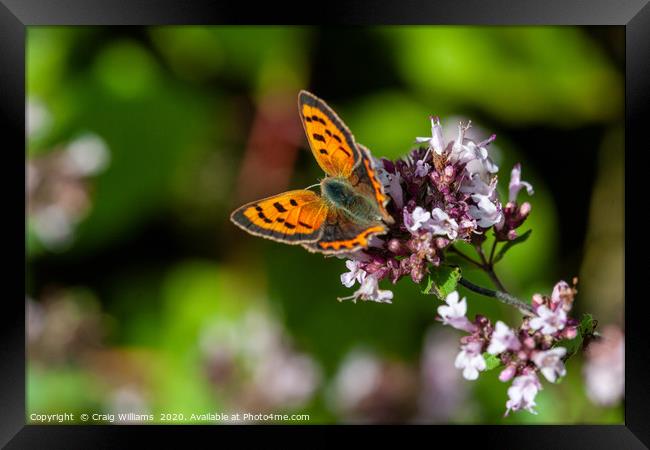 Small Copper Butterfly on Wild Marjoram Framed Print by Craig Williams