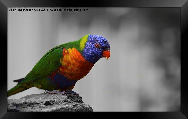  Colourful Bird Framed Print by Jason Cole